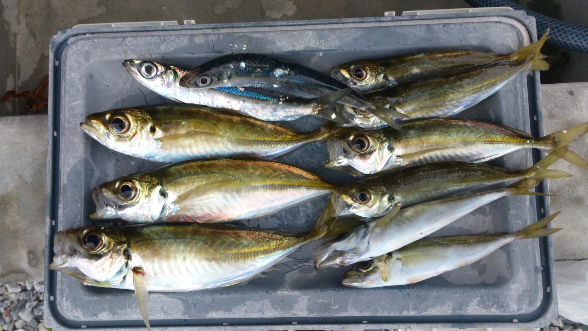 サビキ釣り 中アジ現る その５ 福岡週末釣行記